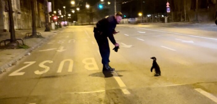 Pingvint fogtak a rendőrök a Dózsa György úton